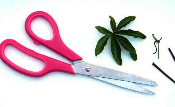 Red Scissors Near Green Leaf