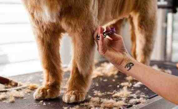 A dog getting a haircut at a grooming salon