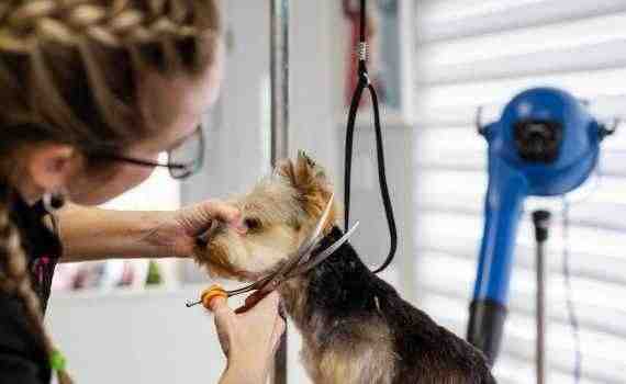 A woman is cutting the hair of a small dog